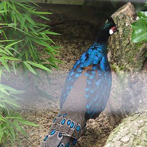 Palawan peacock-pheasant (Polyplectron napoleonis), 2021-06-12