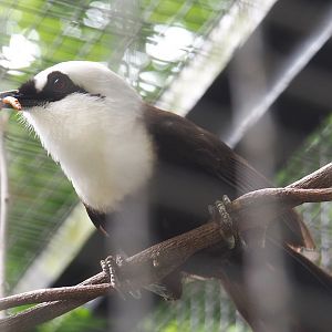 Sumatran laughingthrush or Black-and-white laughingthrush (Garrulax bicolor), 2021-06-12