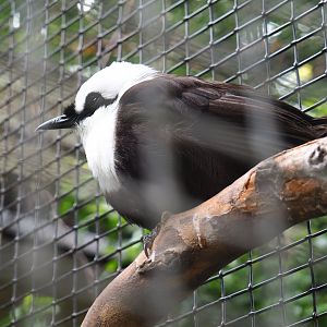 Sumatran laughingthrush or Black-and-white laughingthrush (Garrulax bicolor), 2021-06-12