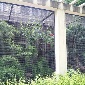 Sumatran laughingthrush and Palawan peacock-pheasant aviary, 2021-06-12