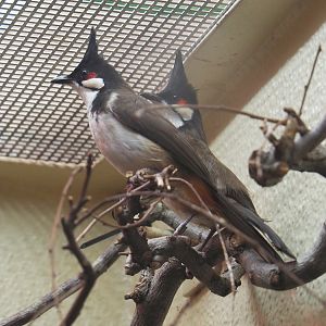 Red-whiskered bulbuls (Pycnonotus jocosus), 2021-06-12