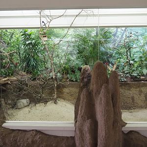 Violet-backed starling, Snowy-crowned robin-chat and Black crake aviary, 2021-06-12