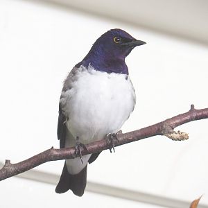 Male Violet-backed starling (Cinnyricinclus leucogaster), 2021-06-12