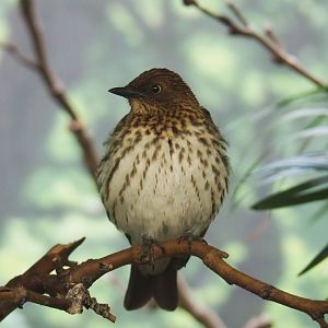 Female Violet-backed starling (Cinnyricinclus leucogaster), 2021-06-12