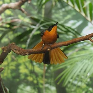 Snowy-crowned robin-chat (Cossypha niveicapilla), 2021-06-12