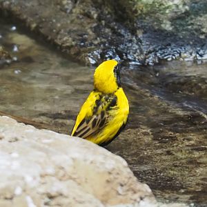 Yellow-crowned bishop (Euplectes afer), 2021-06-12