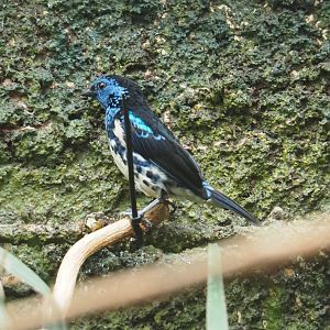Turquoise tanager (Tangara mexicana mexicana), 2021-06-12