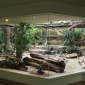 Mixed American indoor aviary, 2021-06-12