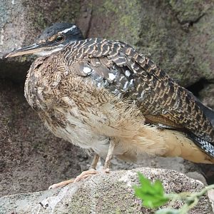 Sunbittern (Eurypyga helias), 2021-06-12