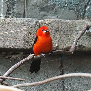 Brazilian tanager (Ramphocelus bresilius), 2021-06-12