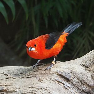 Brazilian tanager (Ramphocelus bresilius), 2021-06-12