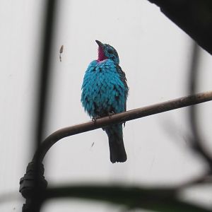 Spangled cotinga (Cotinga cayana), 2021-06-12