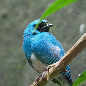 Swallow tanager (Tersina viridis), 2021-06-12