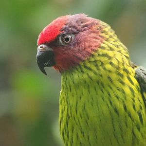 Goldie's lorikeet (Psitteuteles goldiei), 2021-06-12