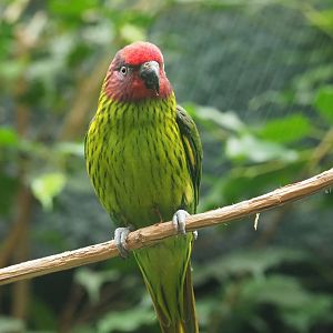 Goldie's lorikeet (Psitteuteles goldiei), 2021-06-12