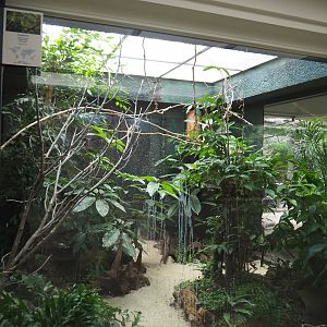 Goldie's lorikeet aviary, 2021-06-12