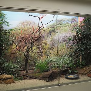 Blue dacnis and Barred buttonquail aviary - First part, 2021-06-12