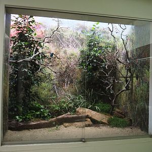 Blue dacnis and Barred buttonquail aviary - Second part, 2021-06-12