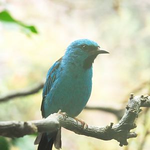 Blue dacnis (Dacnis cayana), 2021-06-12