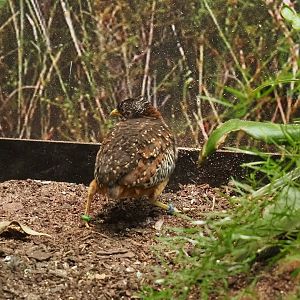 Barred buttonquail (Turnix suscitator), 2021-06-12