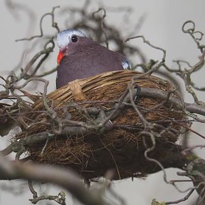 Grey-capped emerald dove on nest (Chalcophaps indica), 2021-06-12