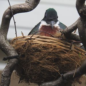 Bartlett's bleeding-heart pigeon (Gallicolumba crinigera), 2021-06-12
