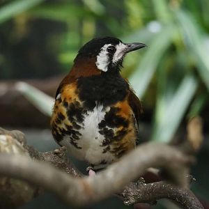 Chestnut-backed ground-thrush (Geokichla dohertyi), 2021-06-12