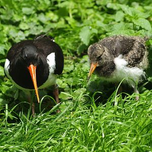 Eurasian Oystercatchers, adult and juvenile (Haematopus ostralegus), 2009-06-21