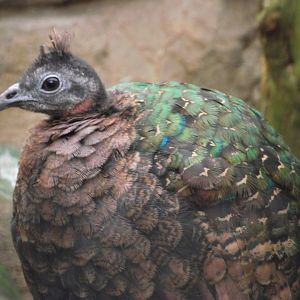 Congo Peafowl, female - Zooparc de Beauval - 02/2014