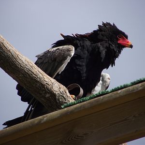 Bateleur Eagle - Zooparc de Beauval - 09/2014