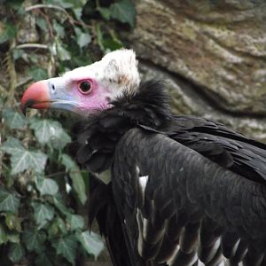 White-headed Vulture - Zooparc de Beauval - 01/2015