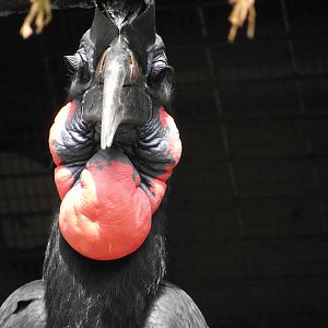 Abyssinian Ground Hornbill - Zooparc de Beauval - 06/2014