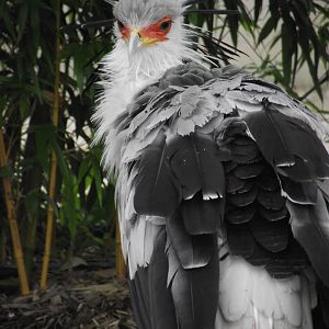 Secretary Bird - Zooparc de Beauval - 09/2016