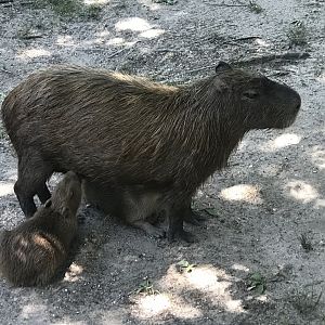 Mama Capybara nursing babies