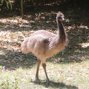 Australia - Emu