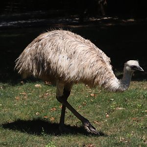 Australia - Emu