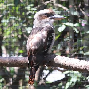 Australia - Laughing kookaburra