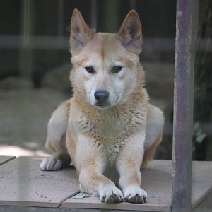 Australia - Dingo