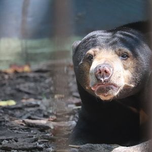 Catoctin Wildlife Preserve and Zoo - Sun Bear