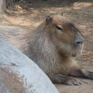 Catoctin Wildlife Preserve and Zoo - Capybara