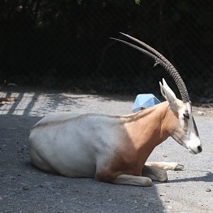 Catoctin Wildlife Preserve and Zoo - Scimitar-Horned Oryx