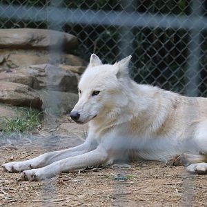 Catoctin Wildlife Preserve and Zoo - Arctic Wolf