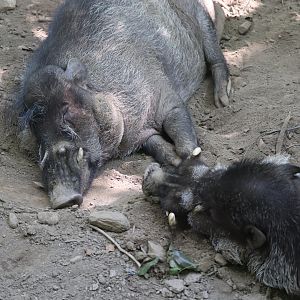 Catoctin Wildlife Preserve and Zoo - Visayan Warty Pig
