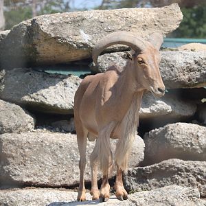 Catoctin Wildlife Preserve and Zoo - Auodad