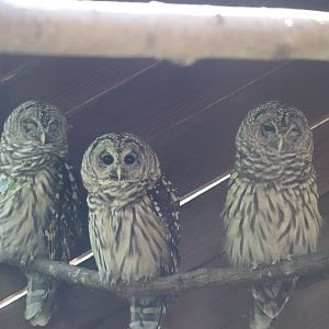 North America - Barred Owl