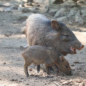 North America - Collared Peccary