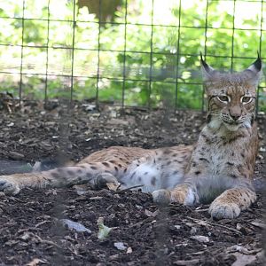 North America - Eurasian Lynx