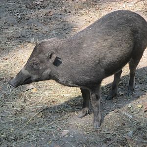 Visayan warty pig
