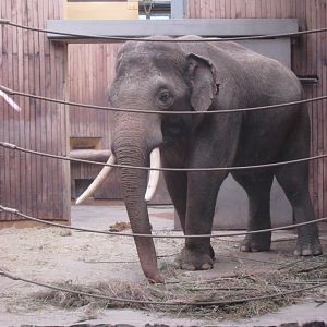 Asian elephant bull Maxim