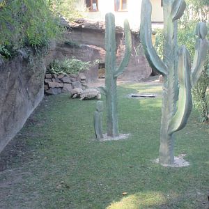 African spurred tortoise exhibit